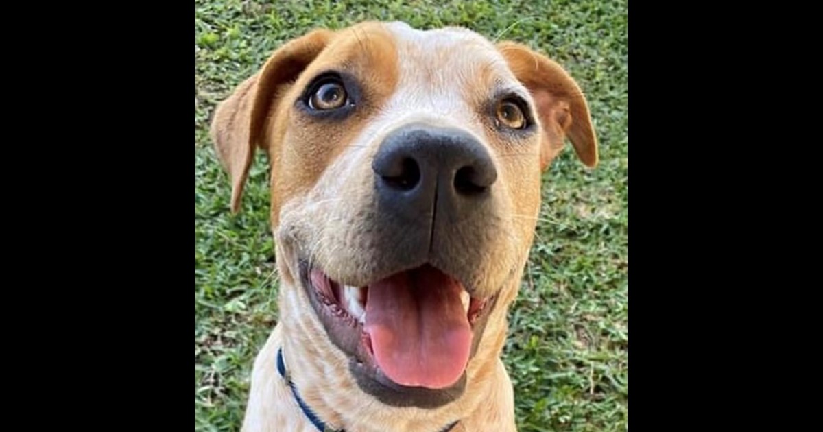 Adopt Robbie from Mackay QLD AdoptADog