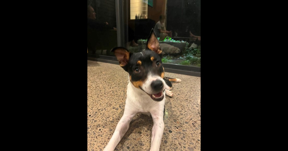 Adopt Callie from Hamilton South NSW AdoptADog