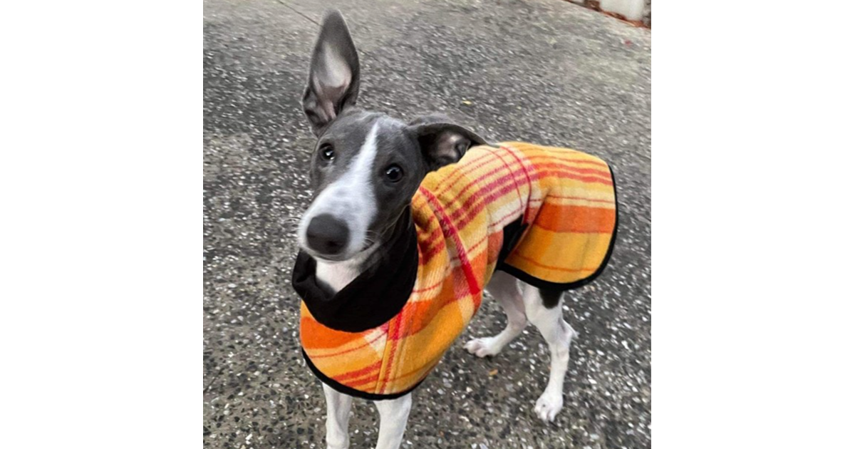 Adopt Atlas from Mandurah WA AdoptADog