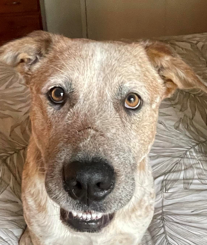 Adopt Grizzley Bear from Jindalee QLD AdoptADog