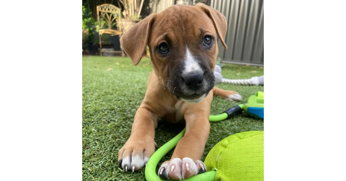 Adopt Puppy Prudence from Perth WA AdoptADog