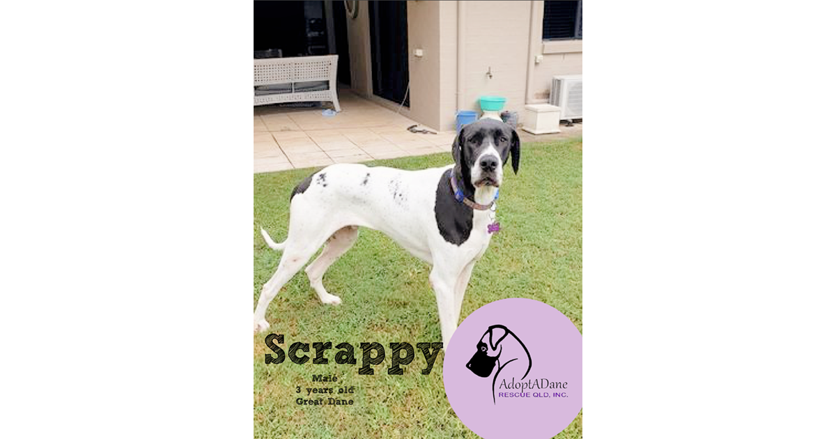 Adopt Scrappy from Brisbane QLD AdoptADog
