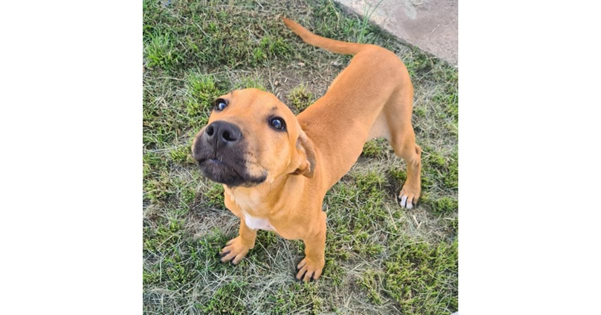 Adopt Darla from Toowoomba QLD AdoptADog