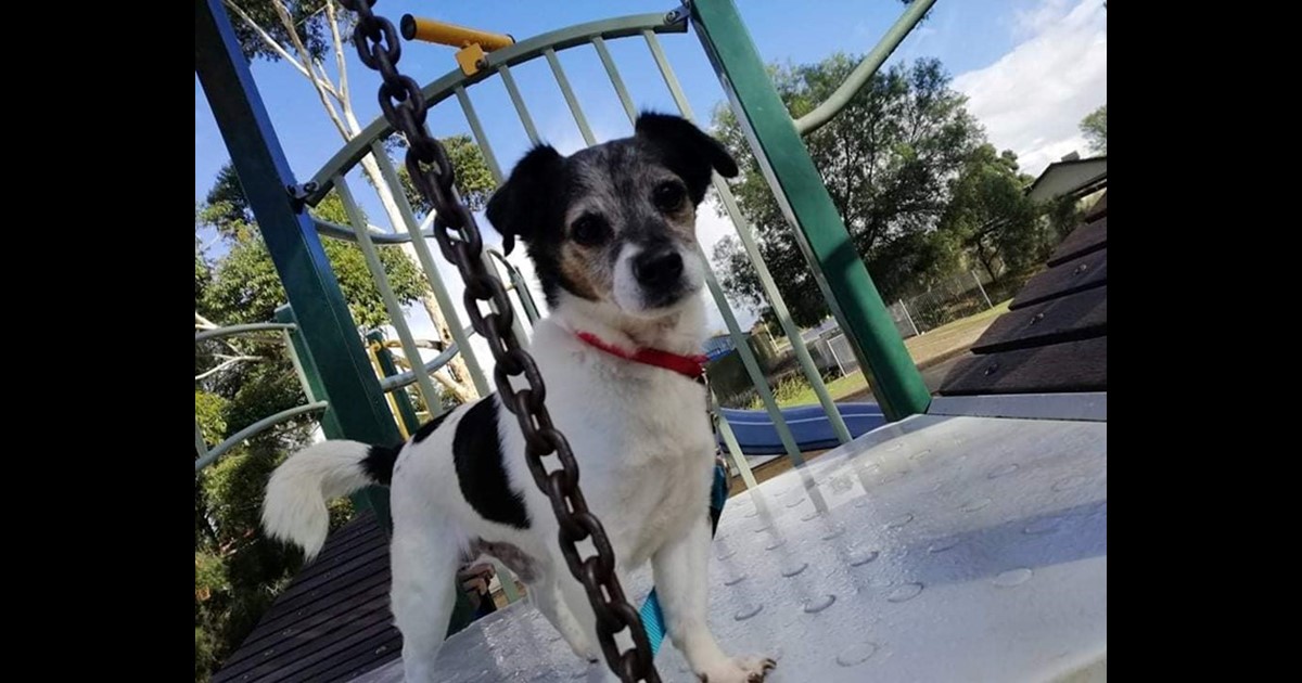 Adopt BUDDY from Adelaide SA AdoptADog