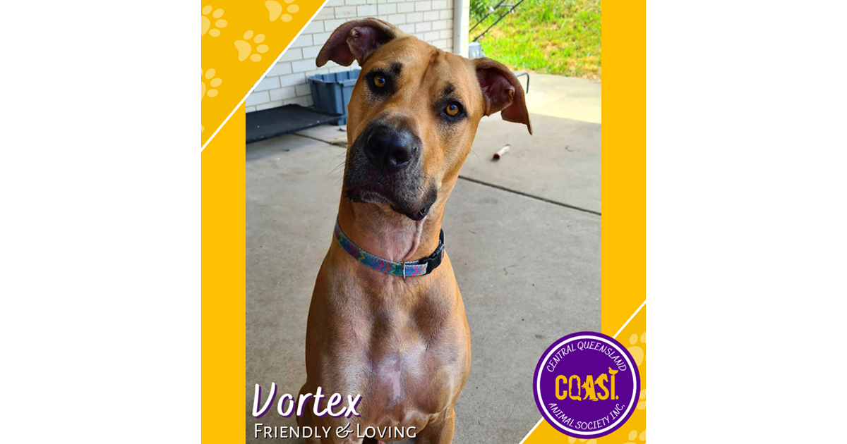 Adopt Vortex from Rockhampton QLD AdoptADog