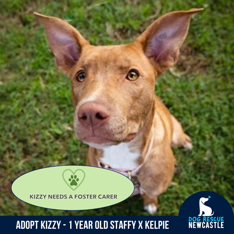 Adopt Kizzy (On Trial) from Newcastle, NSW, 2300 NSW AdoptADog