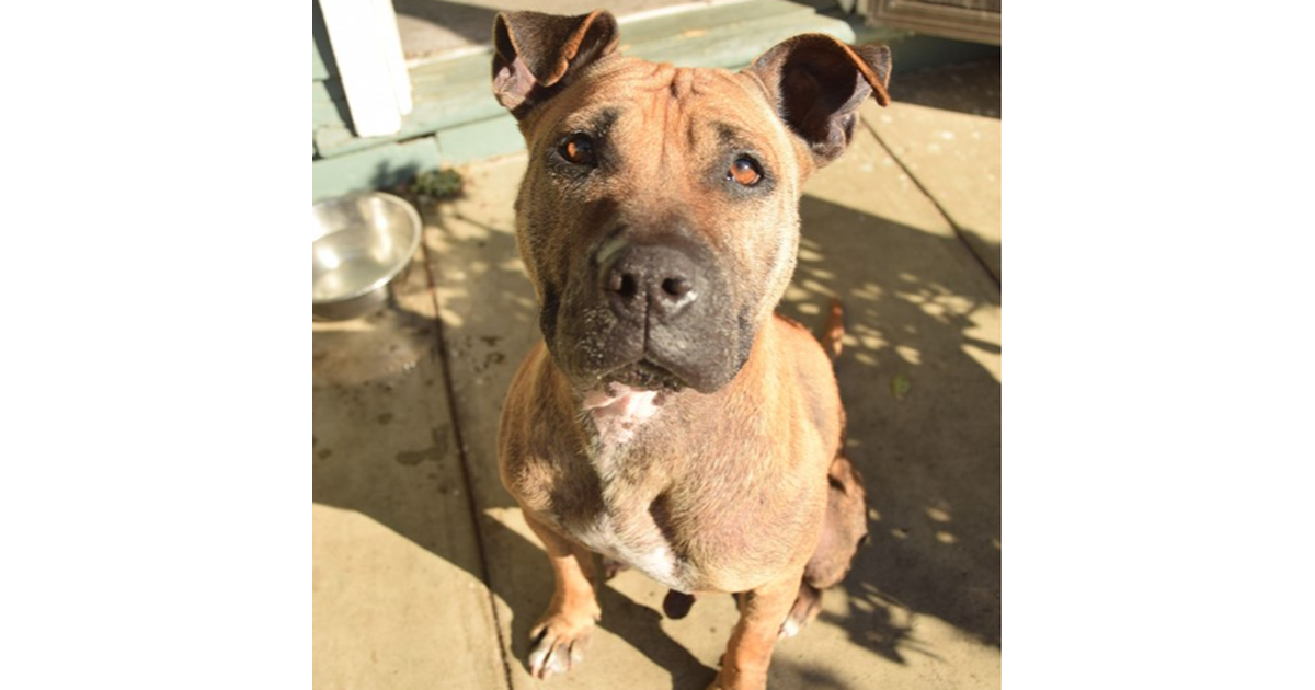 Adopt JD from Richmond VIC AdoptADog