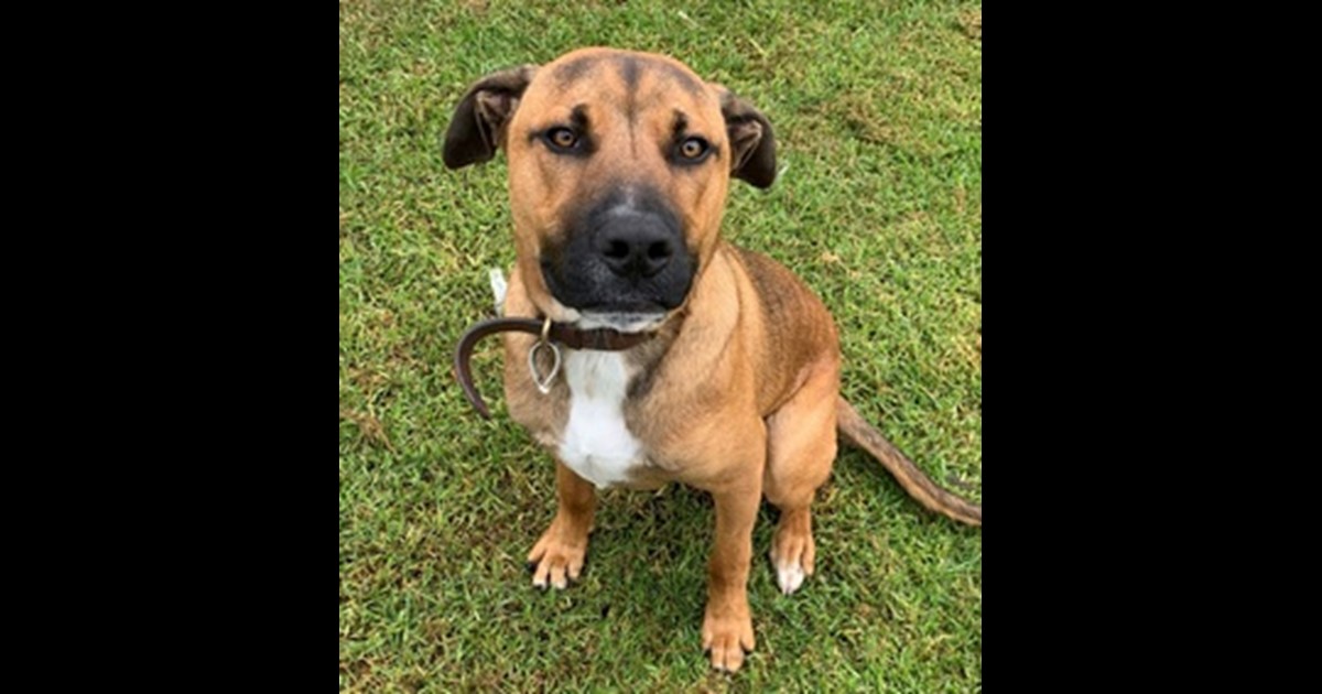 Adopt Bicky from Bairnsdale VIC AdoptADog