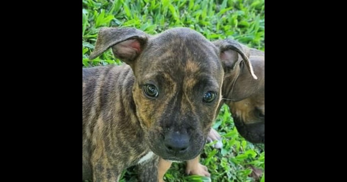 Adopt Bourbon from Mackay QLD AdoptADog