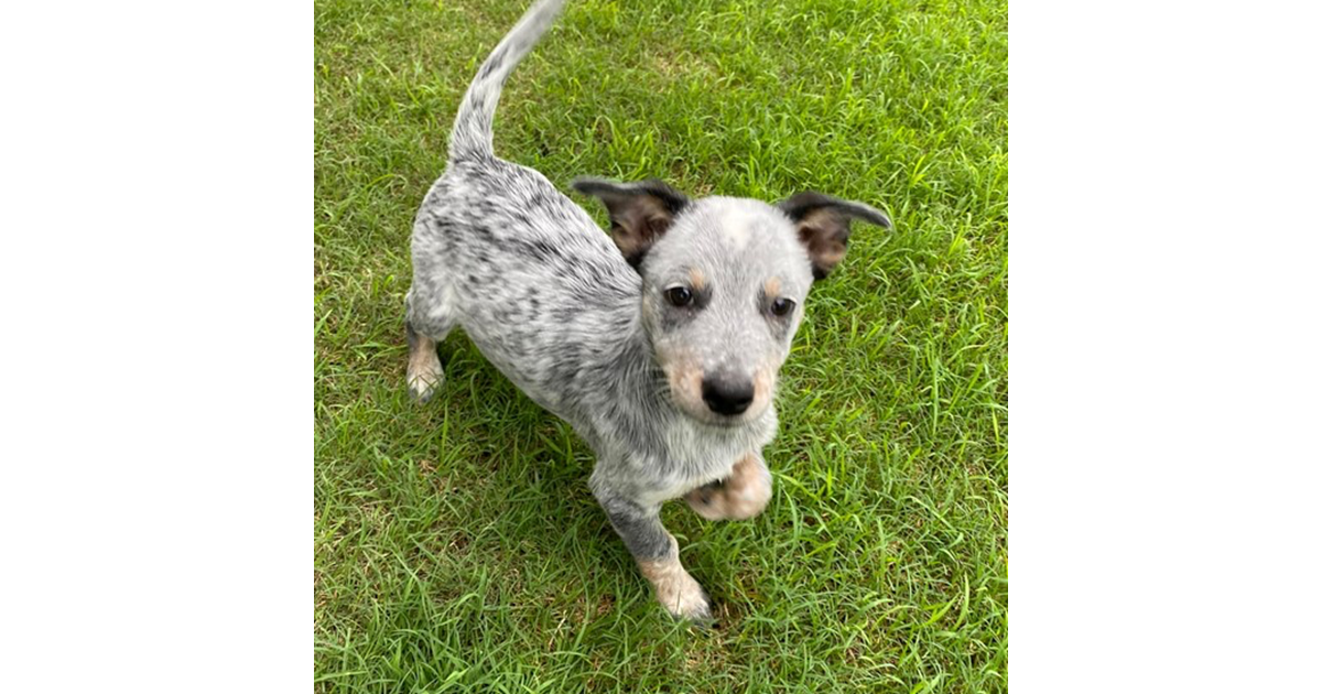 Adopt Russell from Greenbank QLD AdoptADog