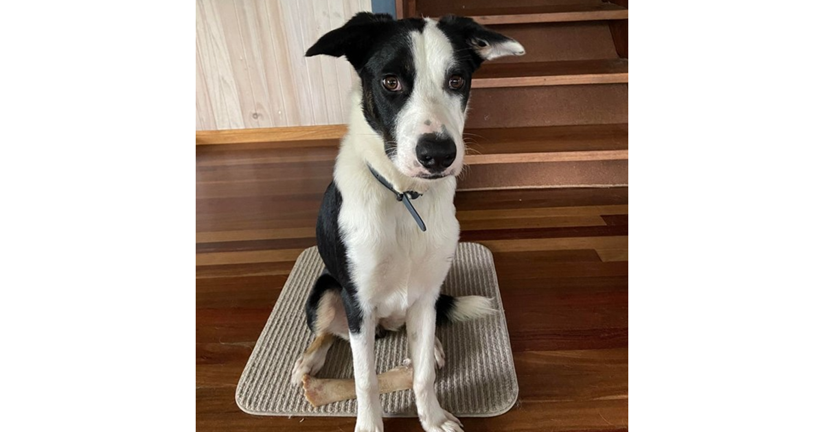 Adopt Archie from Brisbane QLD AdoptADog