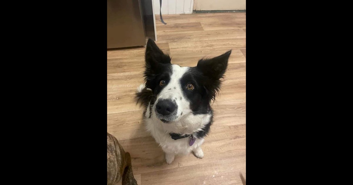 Adopt Scout from ipswich QLD | Adopt-A-Dog