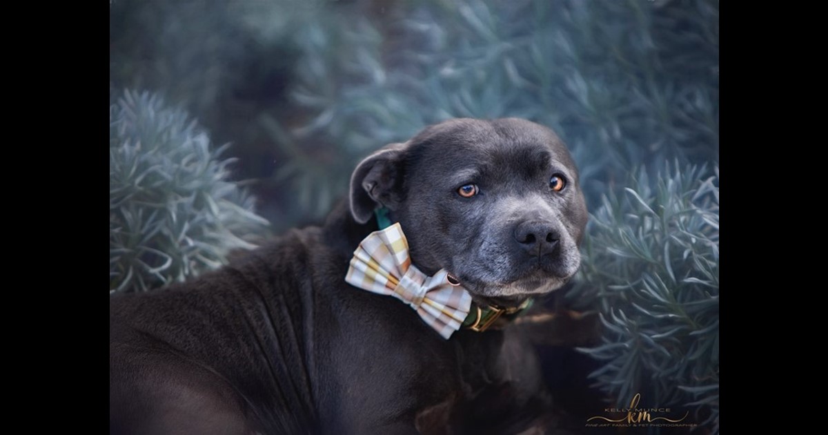 Adopt Spud from Hamilton NSW AdoptADog