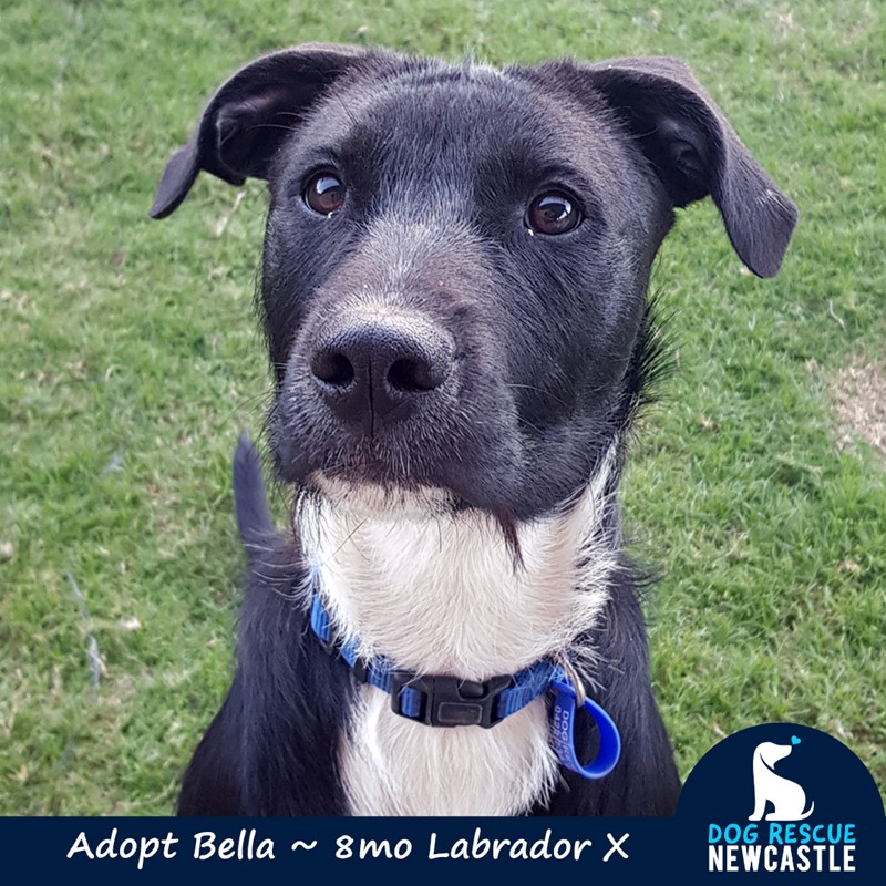 Adopt Bella from Newcastle, NSW, 2300 NSW AdoptADog