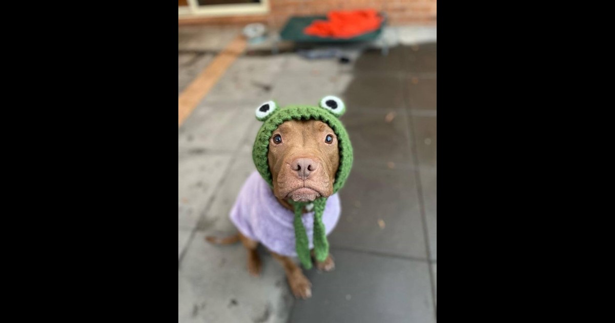 Adopt Fudge from Canberra ACT AdoptADog