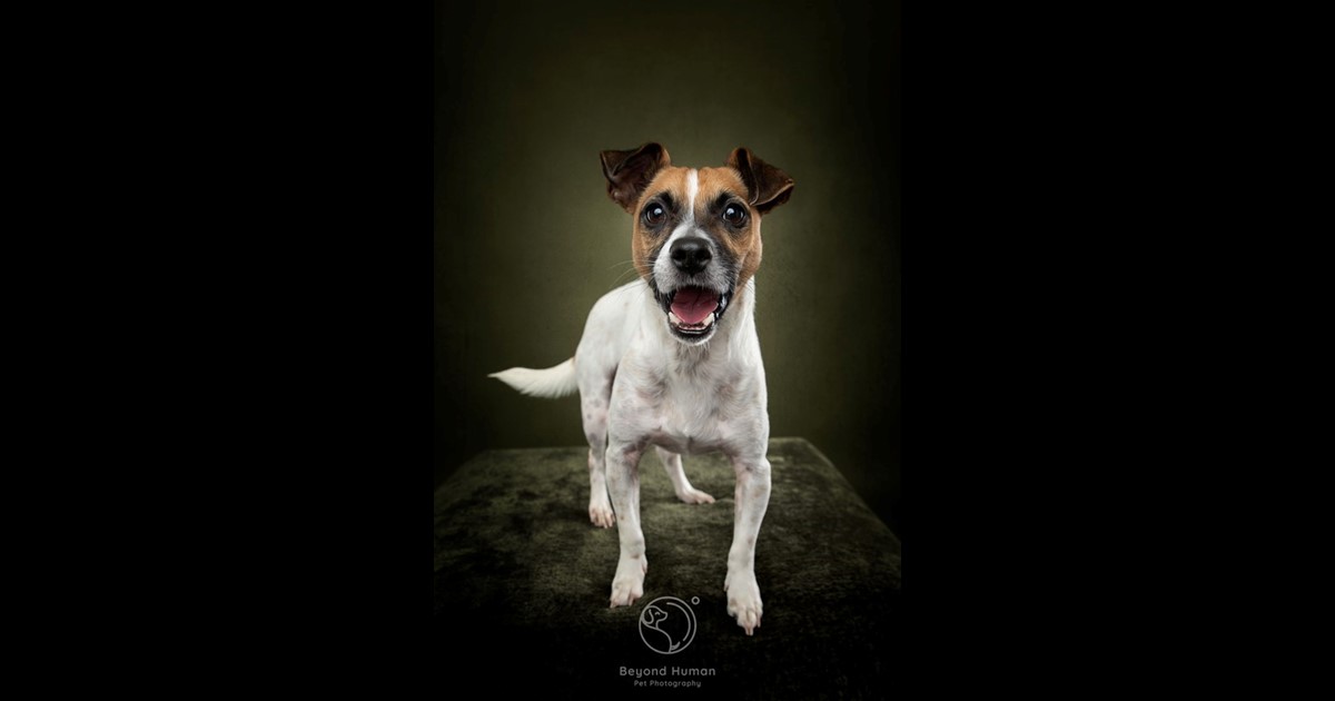 Adopt Dougie from Brisbane QLD AdoptADog