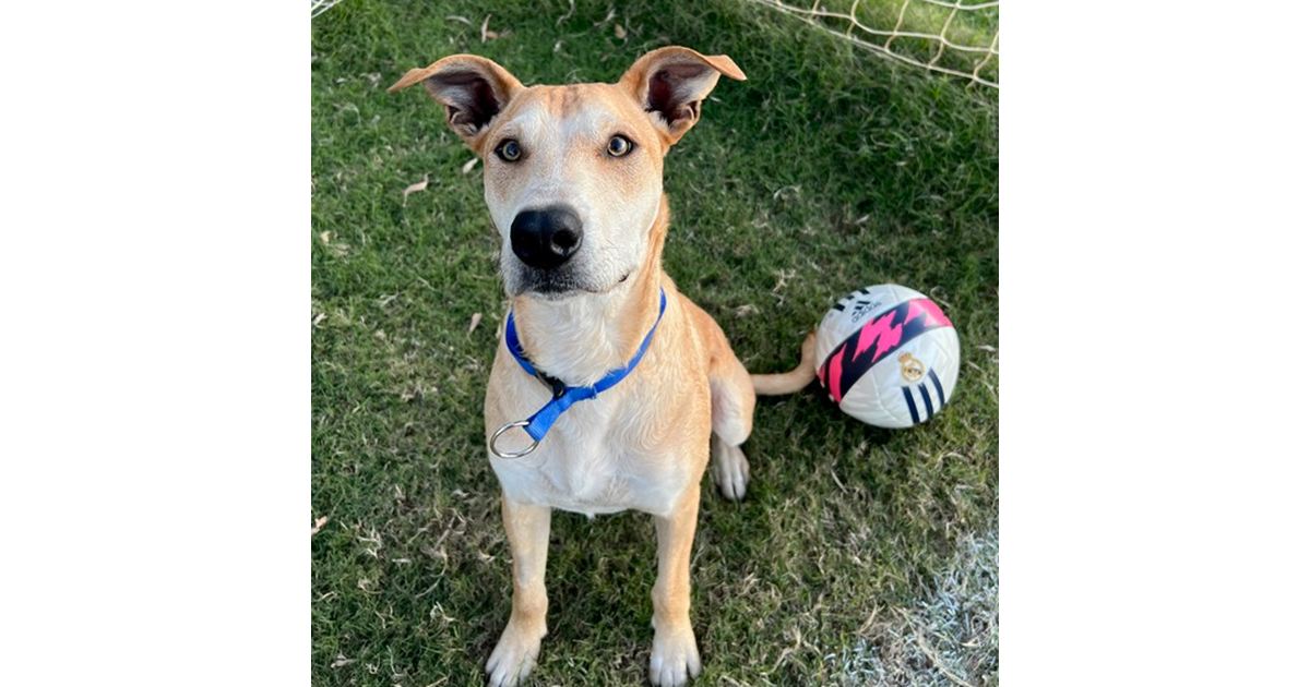 Adopt Tyson from Kallangur QLD AdoptADog