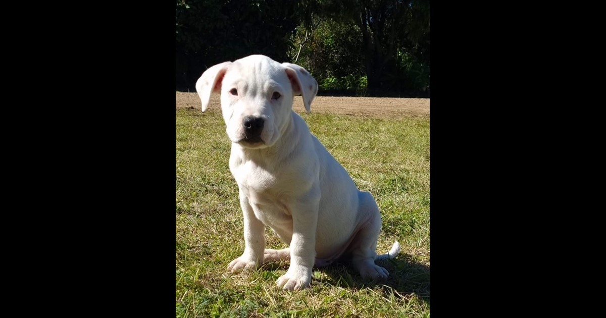 Adopt Bailey from Brisbane QLD AdoptADog