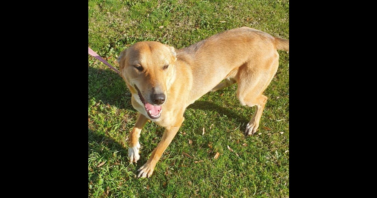 Adopt Winnie from Mount Gambier SA | Adopt-A-Dog