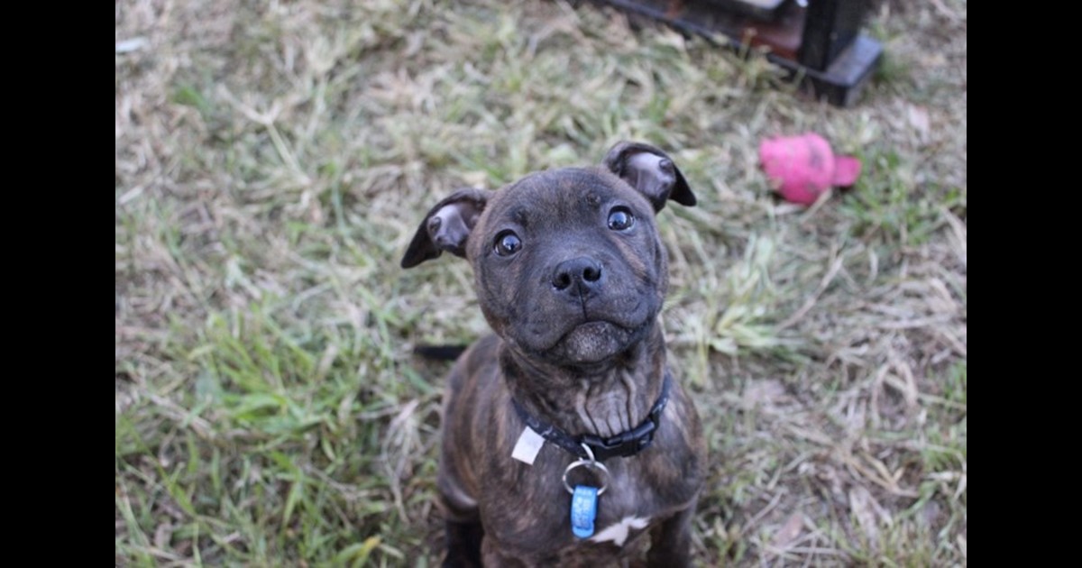 Adopt Toad / Cayenne from Neath NSW AdoptADog