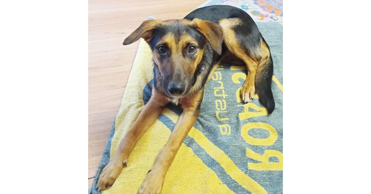 Adopt Chip from Newton SA AdoptADog