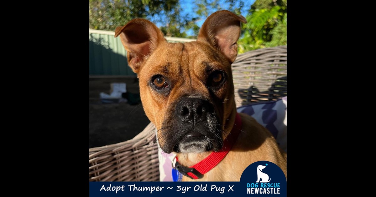 Adopt Thumper from Newcastle, NSW, 2300 NSW AdoptADog