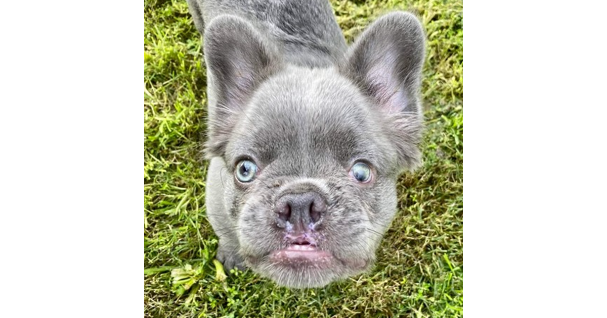 Adopt Violet from Mandurah WA AdoptADog