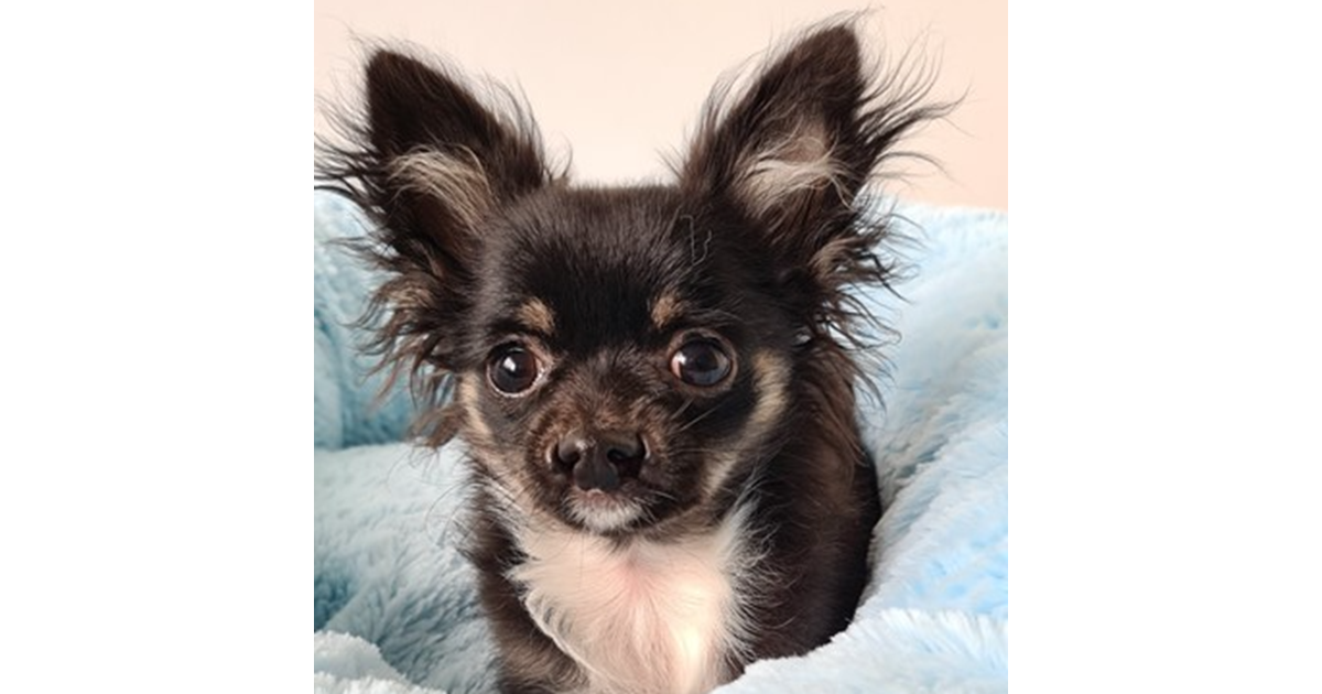 Adopt Ernie from Mandurah WA AdoptADog