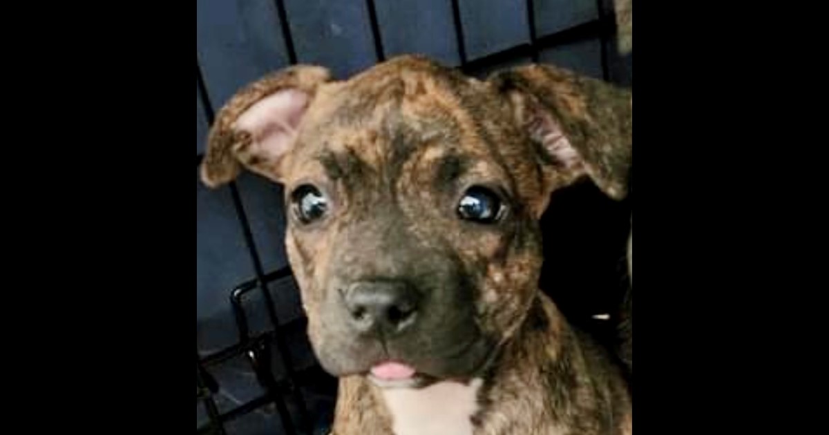 Adopt Brandy from Mackay QLD AdoptADog