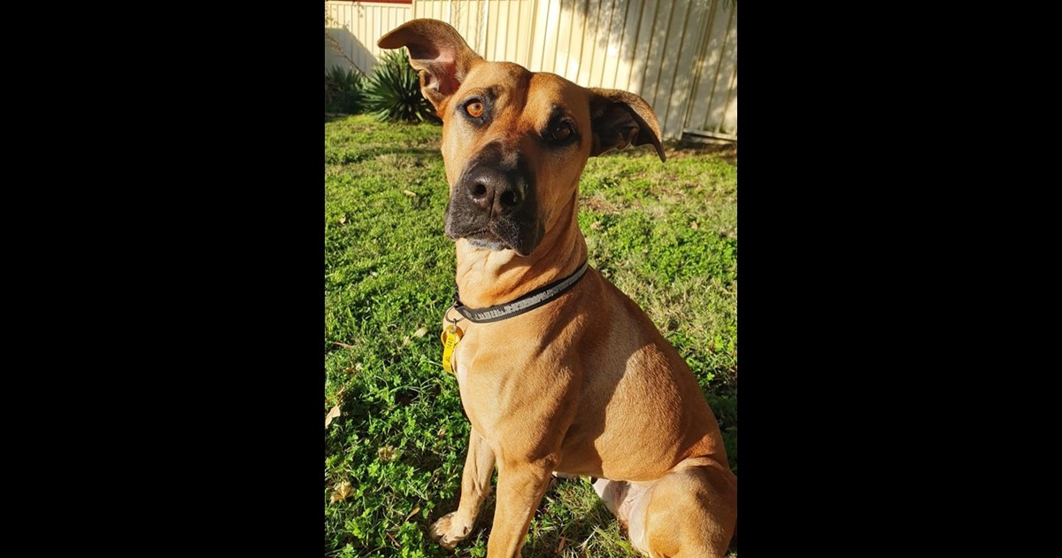 Adopt Sahara from Withers WA AdoptADog