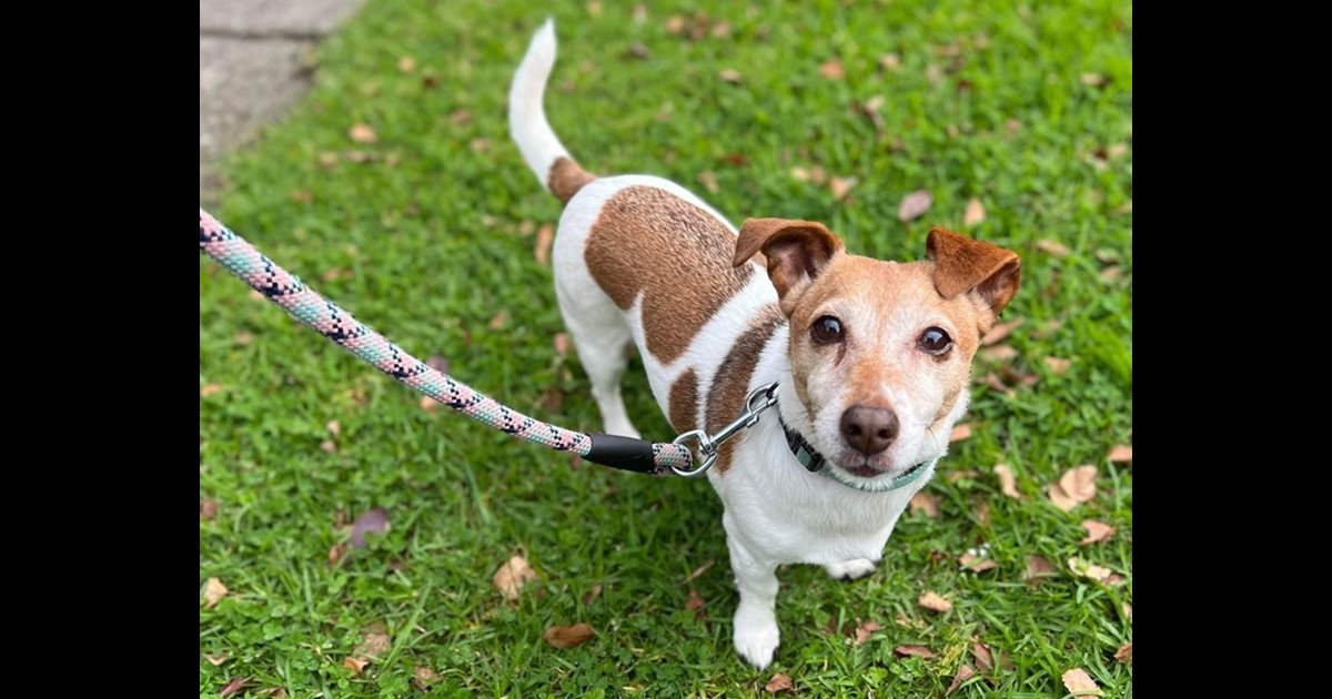 Adopt Lily from Northcote VIC AdoptADog