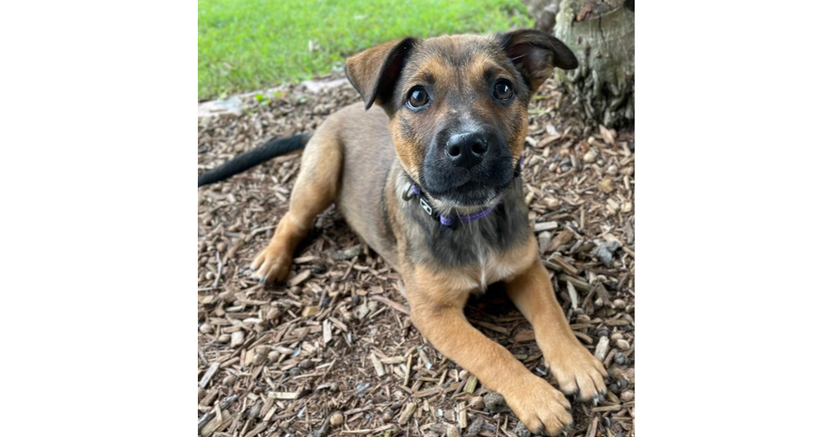 Adopt Ruff from Victoria Point QLD AdoptADog