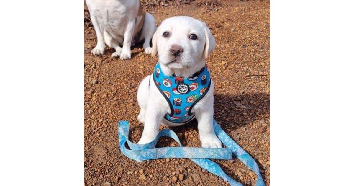 Adopt April from Mandurah WA AdoptADog