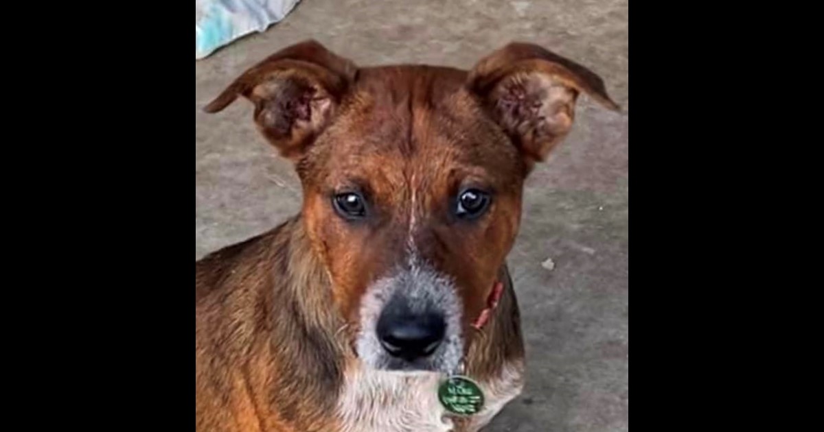 Adopt Randall from Mackay QLD AdoptADog