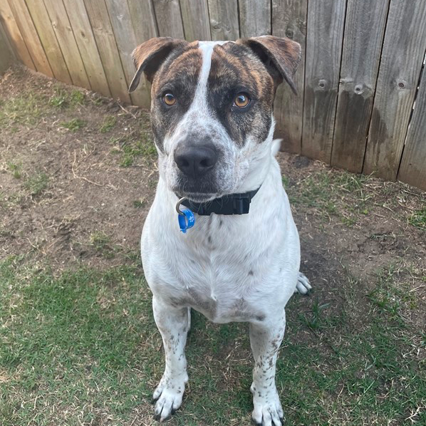 Adopt Blaze *150 Adoption Fee* from Yarrabilba QLD AdoptADog