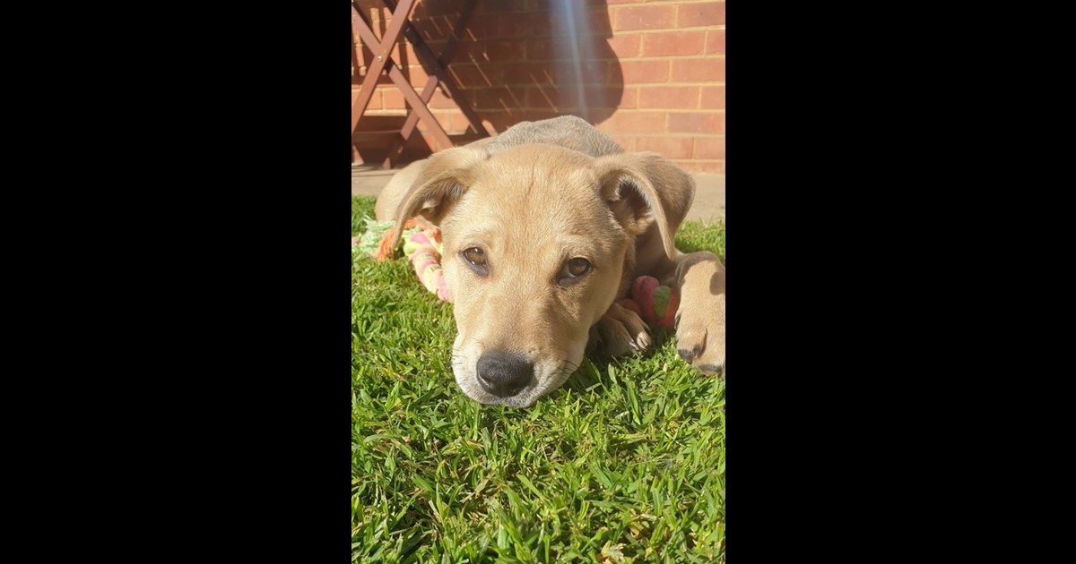 Adopt Dodger from Adelaide SA AdoptADog