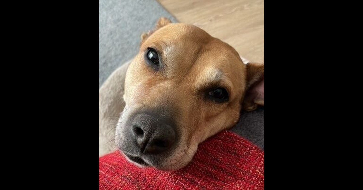 Adopt Brandy from Canberra ACT AdoptADog