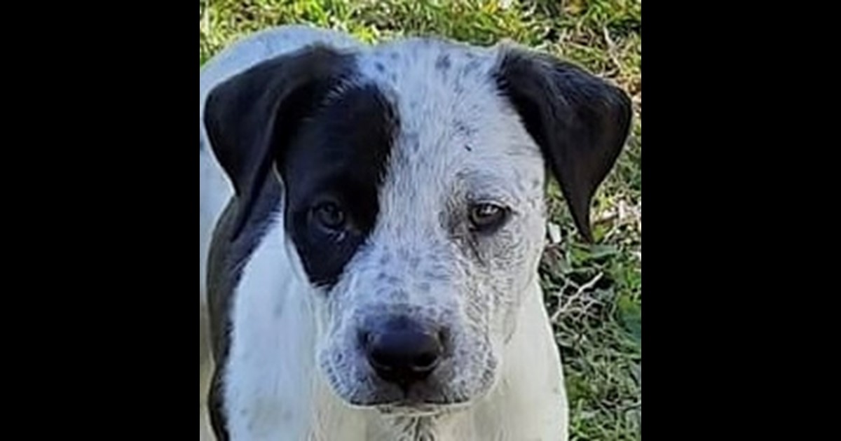 Adopt Eton from Mackay QLD AdoptADog