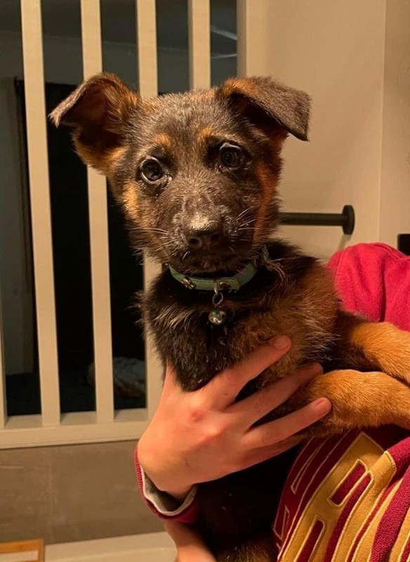 Adopt Sparkles from Tamborine QLD AdoptADog