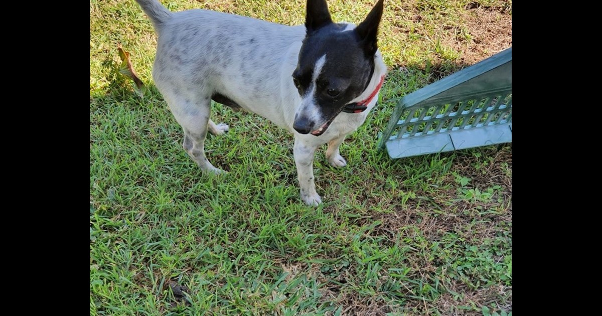 Adopt Tax from Woowoonga QLD AdoptADog