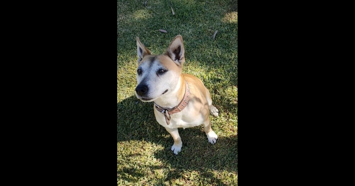 Adopt Dakota from Adelaide SA AdoptADog