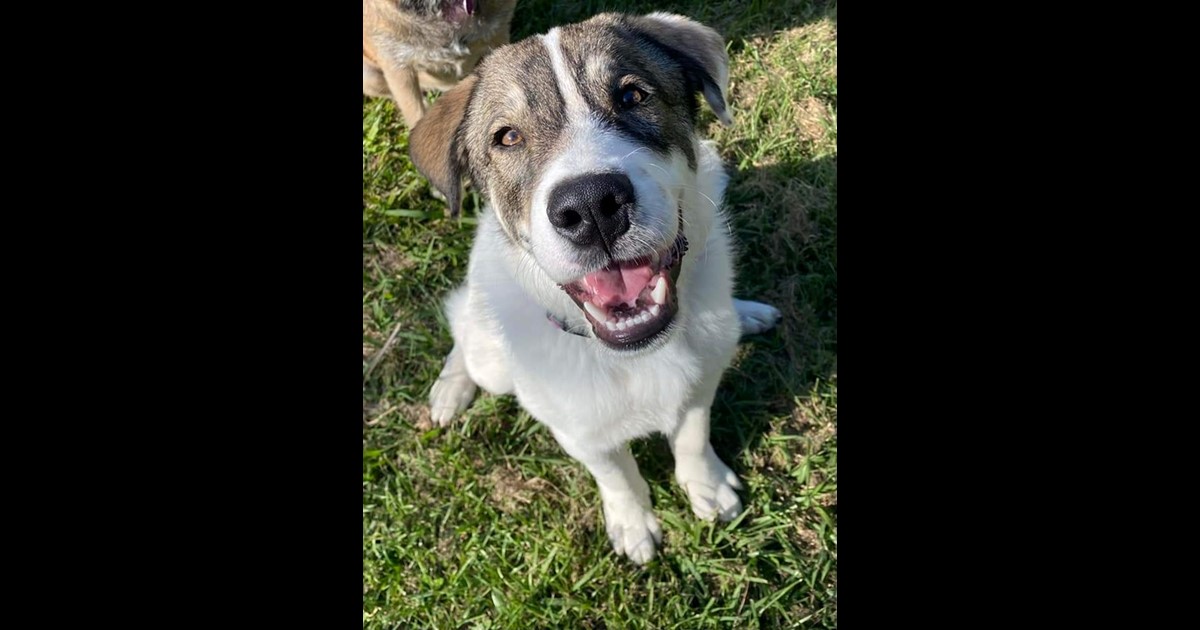 Adopt Bailey from Brisbane QLD AdoptADog