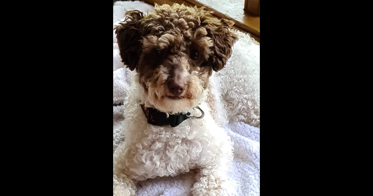 Adopt Ditti from Bendigo VIC AdoptADog