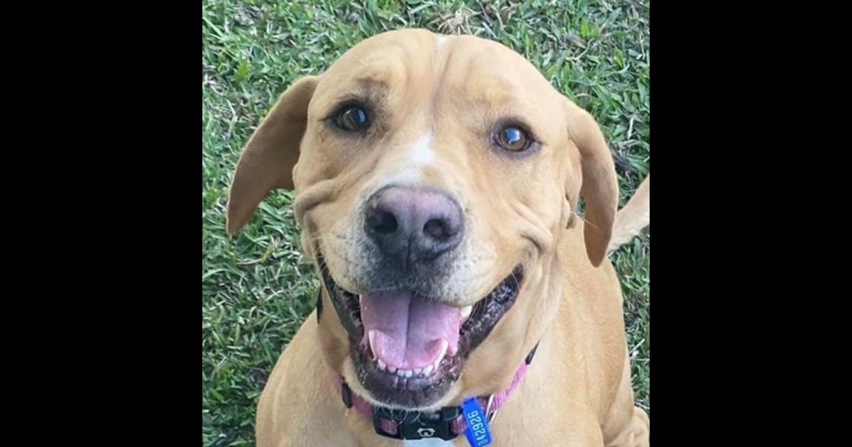Adopt Belle from Mackay QLD AdoptADog