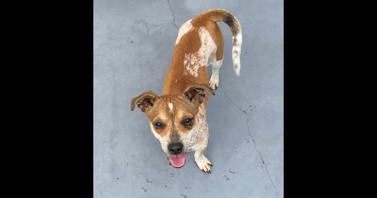 Adopt Millie from Hervey Bay QLD AdoptADog