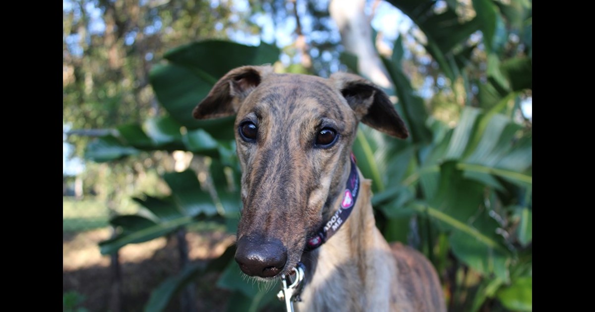 Adopt Betty from Brisbane QLD AdoptADog