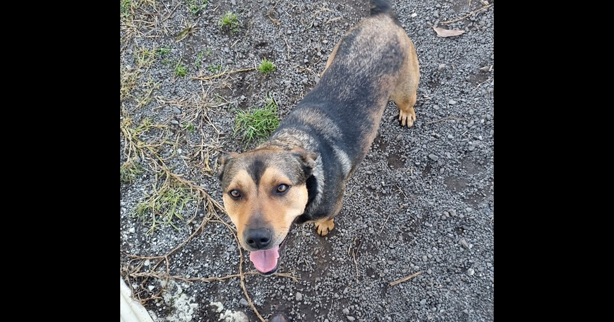 Adopt Rusty from Mount Gambier SA AdoptADog
