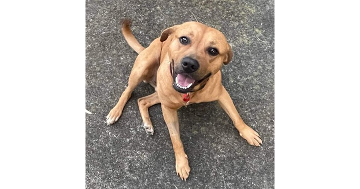 Adopt Drake from Hamilton NSW AdoptADog