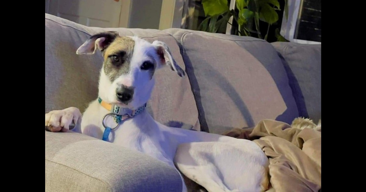 Adopt Cooper from Pearcedale VIC AdoptADog