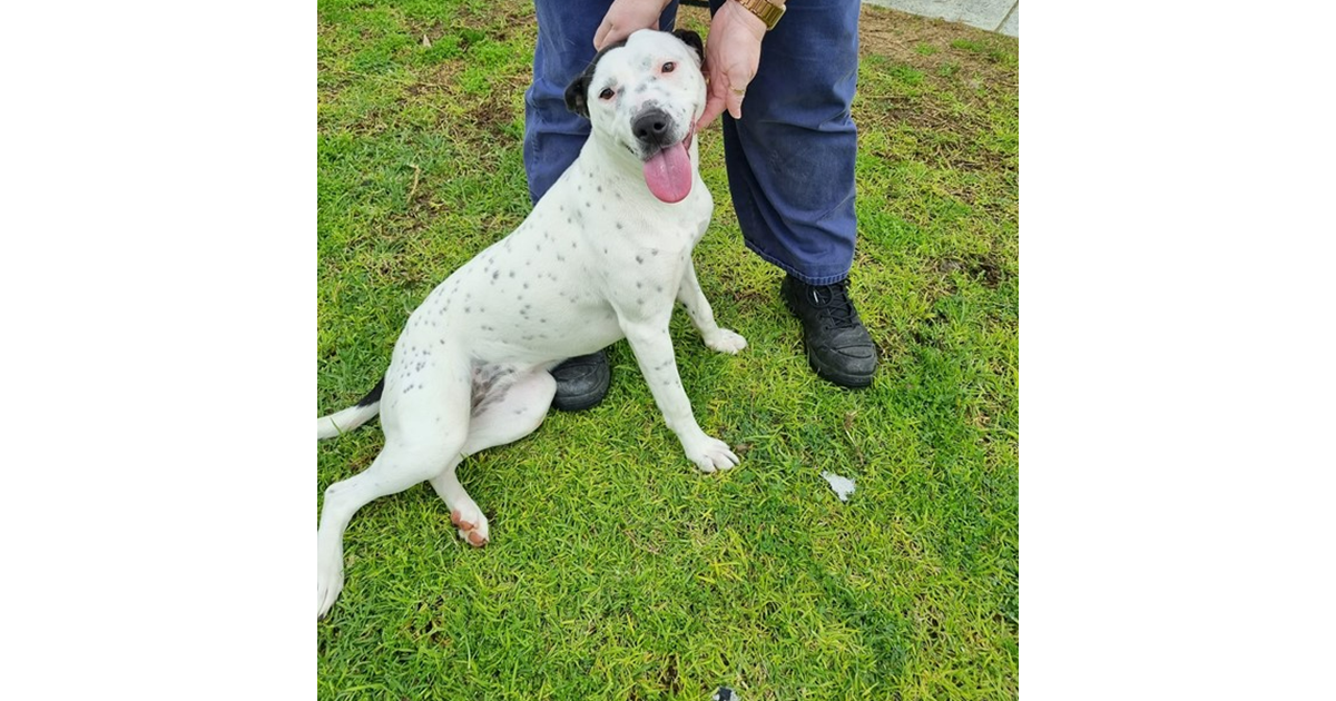 Adopt Huey from Perth WA AdoptADog